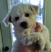 Bichon Puppies! $1,200; 2 males  Bichon Puppies! $1,200; 2 males & 1 female available!! Registered and vaccinated. For more info, call 406-291-7723!