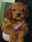 CAVAPOO PUPPY Male $1000. Ready  CAVAPOO PUPPY Male $1000. Ready Feb 13th. Vet checked and up to date on shots. Rexford, MT. Allison 760-845-3594