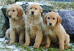 GOLDEN RETREIVER PUPPIES Ready For  GOLDEN RETREIVER PUPPIES Ready For New Homes, Born 11/1/22, Great Family Dogs, AKC Registered, Call or Text, 406-544-6362