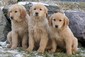 GOLDEN RETREIVER PUPPIES <br>Ready For  GOLDEN RETREIVER PUPPIES  Ready For New Homes, Born 11/1/22, Great Family Dogs, AKC Registered, Call or Text,    406-544-6362