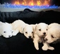 MALTIPOO PUPPIES <br>These babies born  MALTIPOO PUPPIES  These babies born on New Year's Eve will be ready in a few weeks! Should be 6-9 pounds as adults.  Two males and two females available! $2,500  Call or text for more information!   406-853-6072